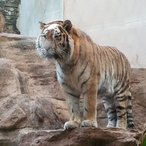 schöner Tiger