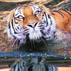 Schwimmender Tiger - Juni 2014