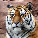 Sibirischer Tiger 2022
