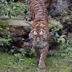 Sibirische Tigerin Kathinka