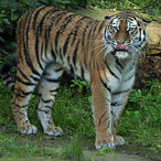 Sibirische Tigerin Kathinka