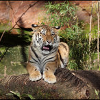 Tiger-Junges Volodja