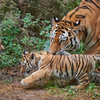 Tigerbabies zum ersten Mal im Freigehege