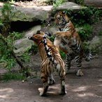Tigerjungtiere