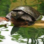 Terekay-Schildkröte
