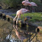 Flamingos und Nilgans