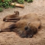 bison bonasus 