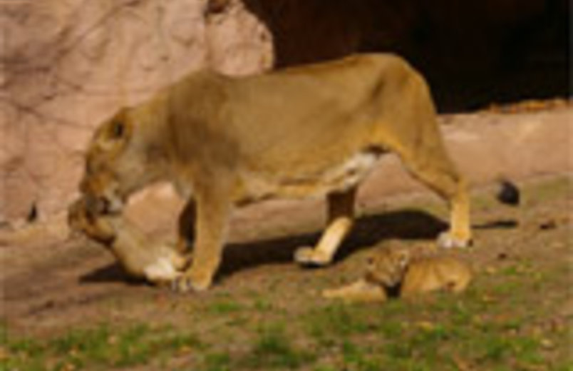 Löwin mit Jungtieren