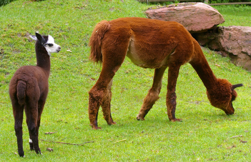 Alpaka mit Jungtieren (Foto: Tiergarten Nürnberg)