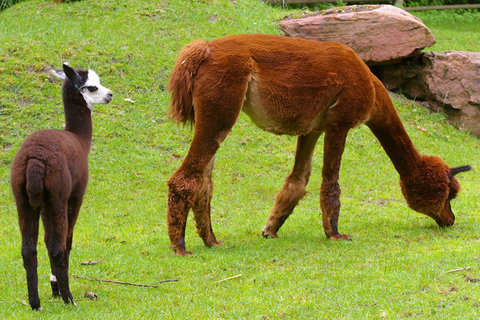 Alpaka mit Jungtieren (Foto: Tiergarten Nürnberg)