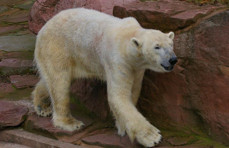 Eisbär FELIX im Aqua Park