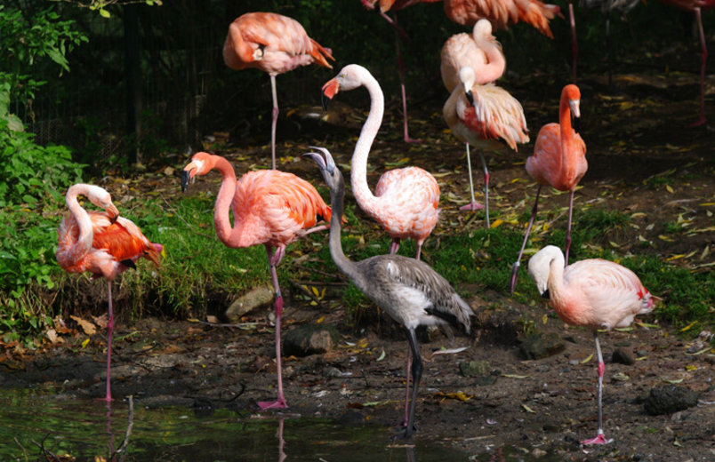 Flamingonachwuchs (Foto: Tiergarten Nürnberg)
