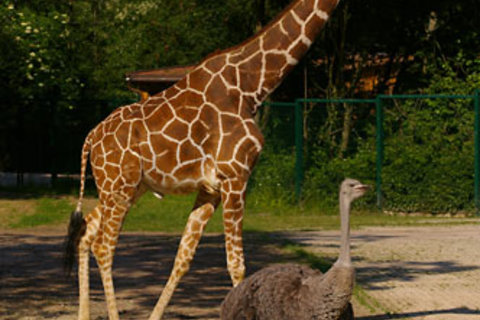 Giraffe und Strauß