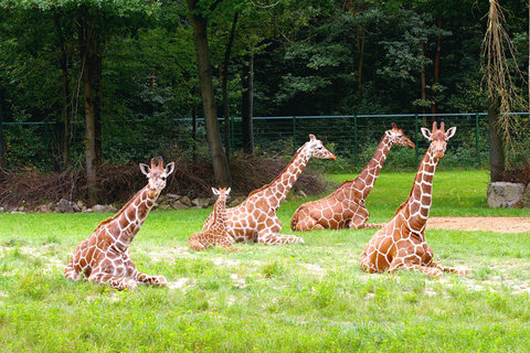 Giraffenfamilie (Foto: Tiergarten Nürnberg)