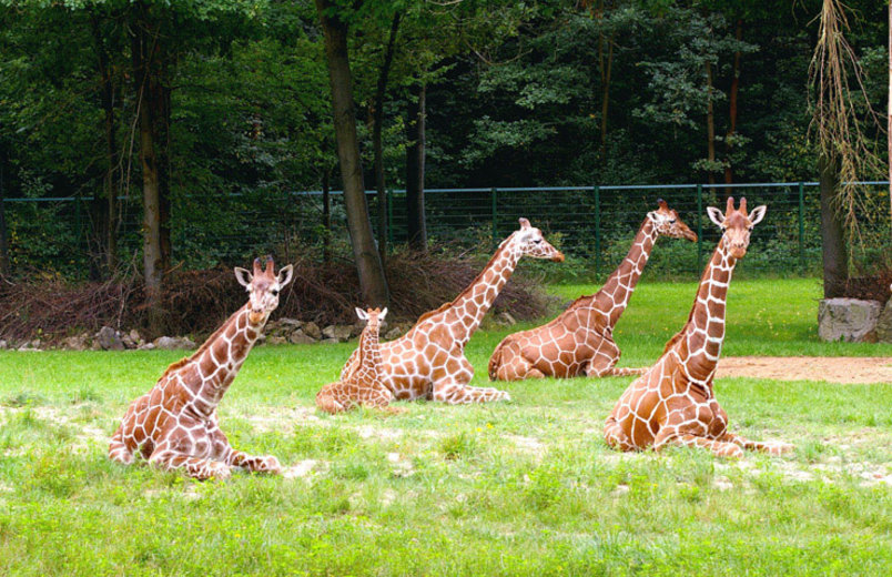 Giraffenfamilie (Foto: Tiergarten Nürnberg)