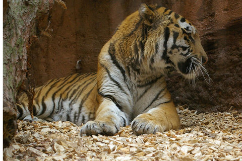Tiger "JANTAR"