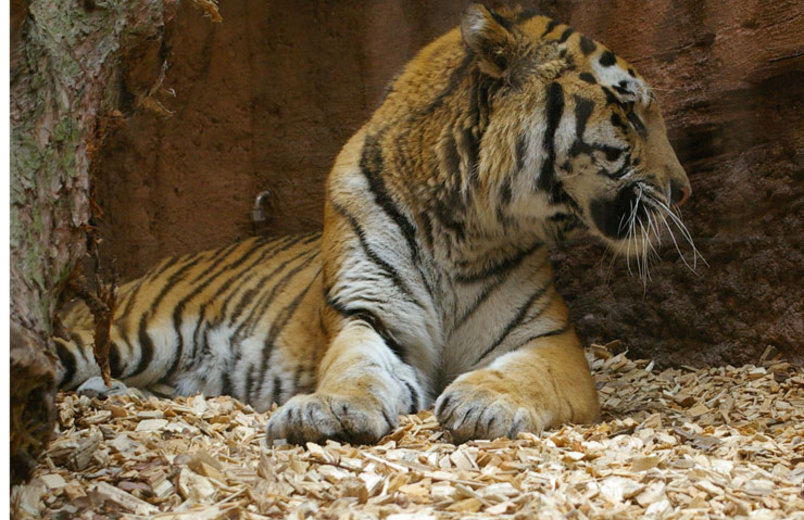 Tiger "JANTAR"