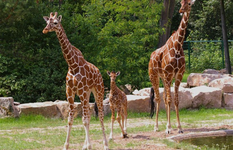 Giraffenfamilie mit Nachwuchs