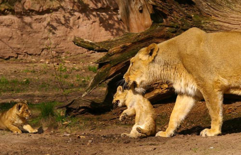 Löwenmutter mit Nachwuchs