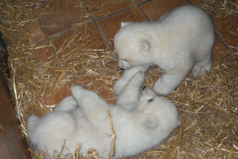 Eisbärin Vera und die Jungen in der Geburtshöhle (Fotos: Tiergarten Nürnberg)