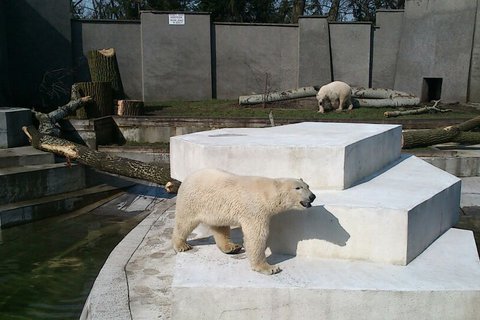Eisbärenzwillinge in Warschau
