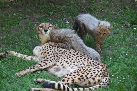 Gepard Kelly mit Nachwuchs, Foto: Christian Langhans