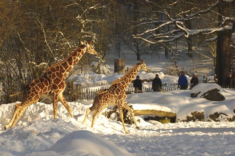 Giraffen im Schnee.