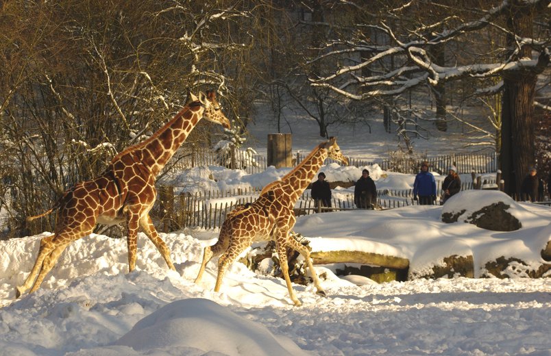 Giraffen im Schnee.
