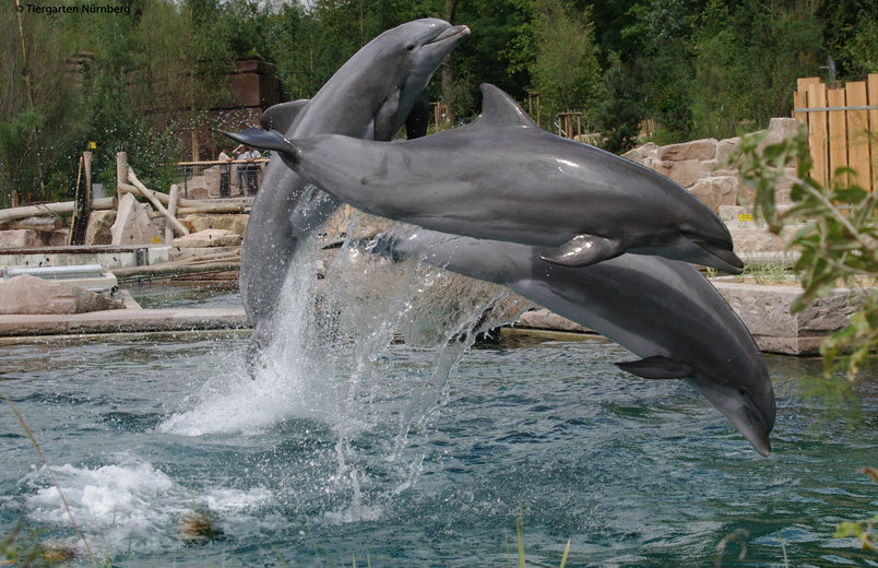 Delphin-Vorführung - Foto Tiergarten Nürnberg