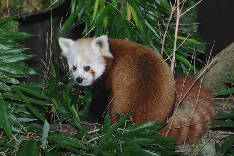 Kleiner Panda, Foto: Tiergarten Nürnberg