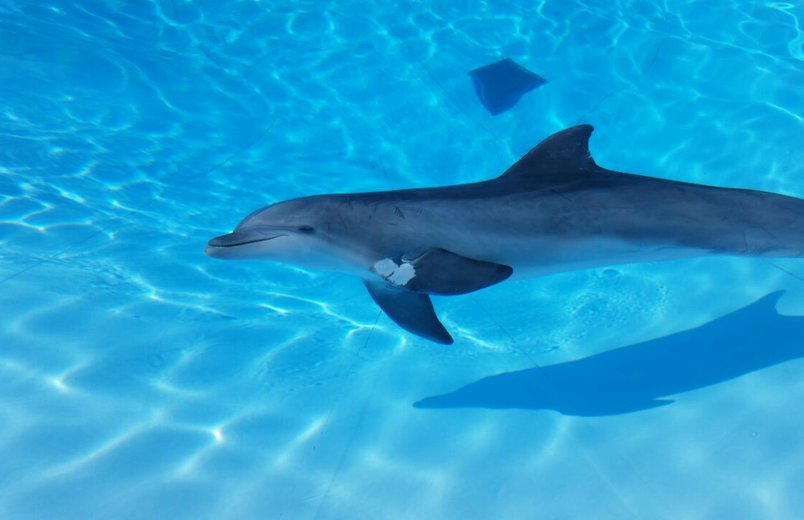 Der Nürnberger Delphin Rocco lernt seine neue Umgebung in Malaga kennen