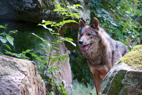 Iberischer Wolf, Foto: Thomas Eckert