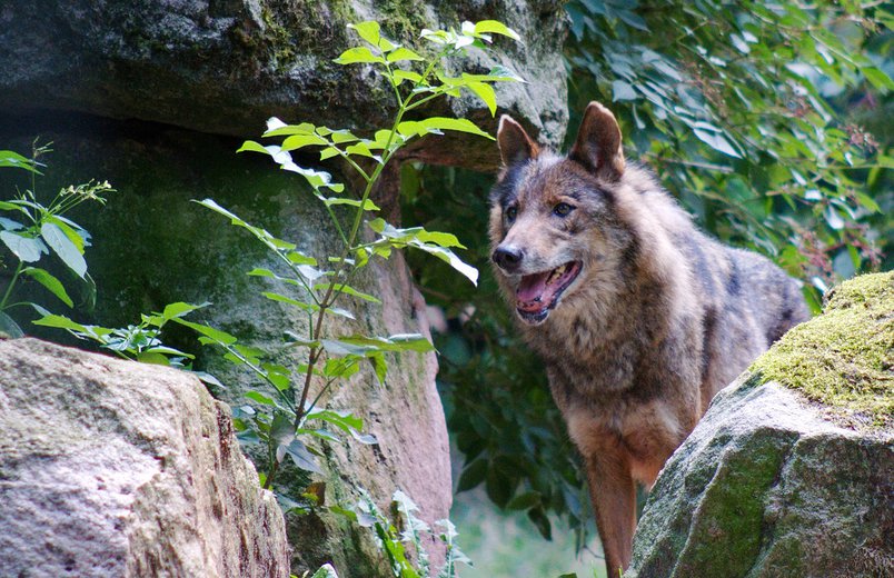 Iberischer Wolf, Foto: Thomas Eckert