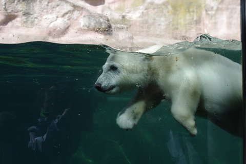 Kleiner Eisbär - Tiergarten Nürnberg