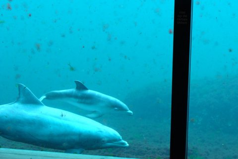 Delphinweibchen Nynke mit ihrem Sohn Kai (im Hintergrund) im Delphinarium Harderwijk. (Foto: Rieke Schmitz/Tiergarten Nürnberg)