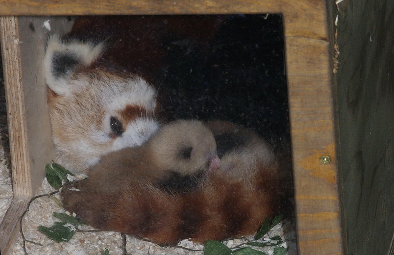 Nachwuchs bei den Kleinen Pandas, Foto: Tiergarten Nürnberg