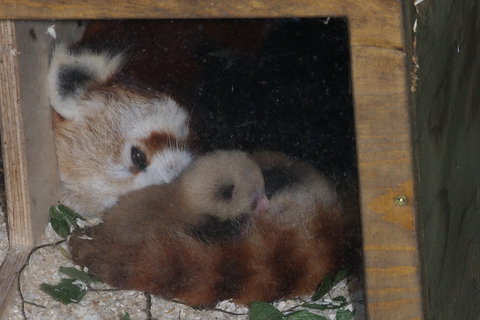 Nachwuchs bei den Kleinen Pandas, Foto: Tiergarten Nürnberg