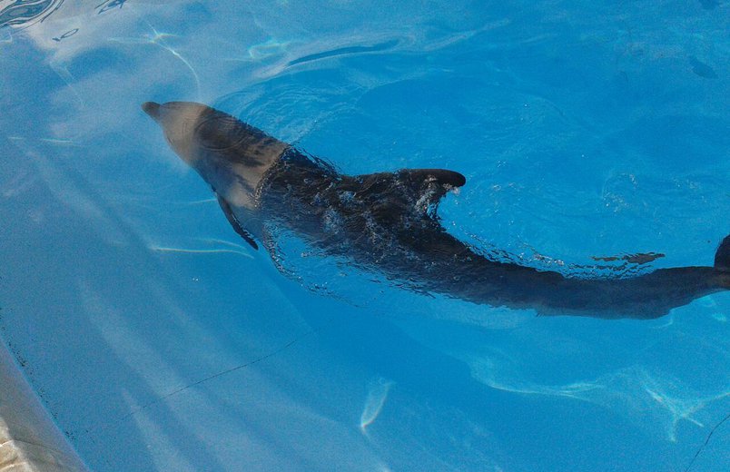 Der Nürnberger Delphin Rocco lernt seine neue Umgebung in Malaga kennen