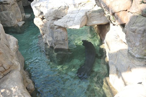 Eines der Nürnberger Seekuhmännchen in dem großzügigen Becken des Acquario di Genova.