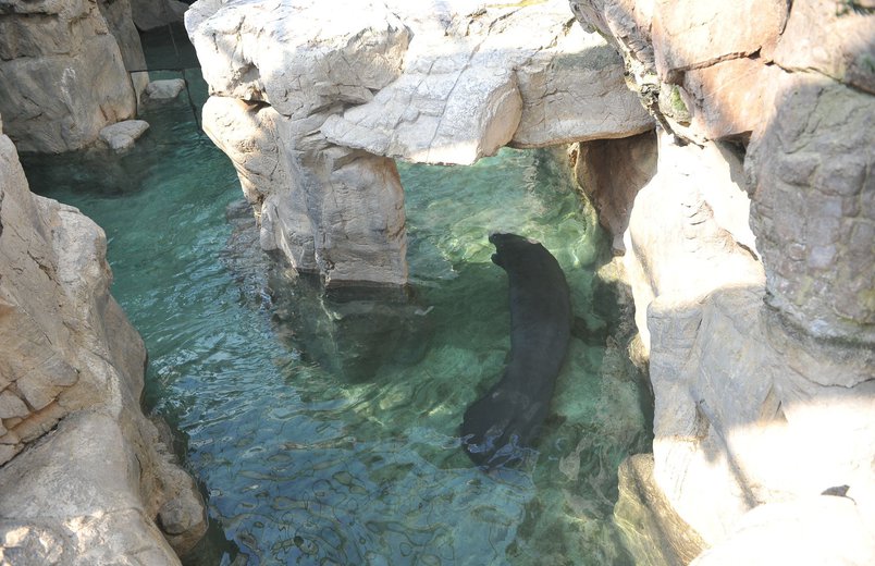 Eines der Nürnberger Seekuhmännchen in dem großzügigen Becken des Acquario di Genova.
