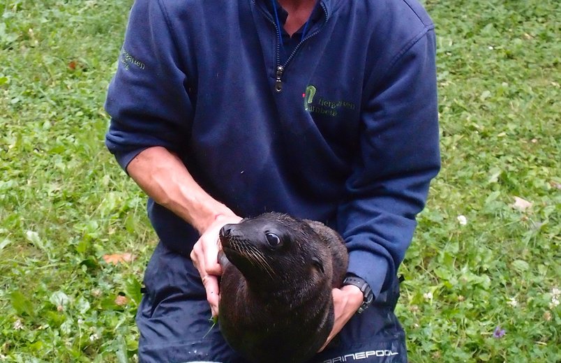 Tierpfleger Andreas Fackel mit dem Seelöwenjungtier Mia 