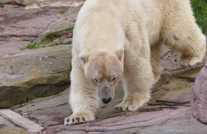 Nanuq ist ein großer Eisbär