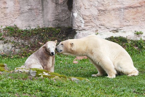 Die beiden Eisbären Vera und Nanuq beschnuppern sich.