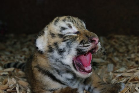 Die jungen Tiger
