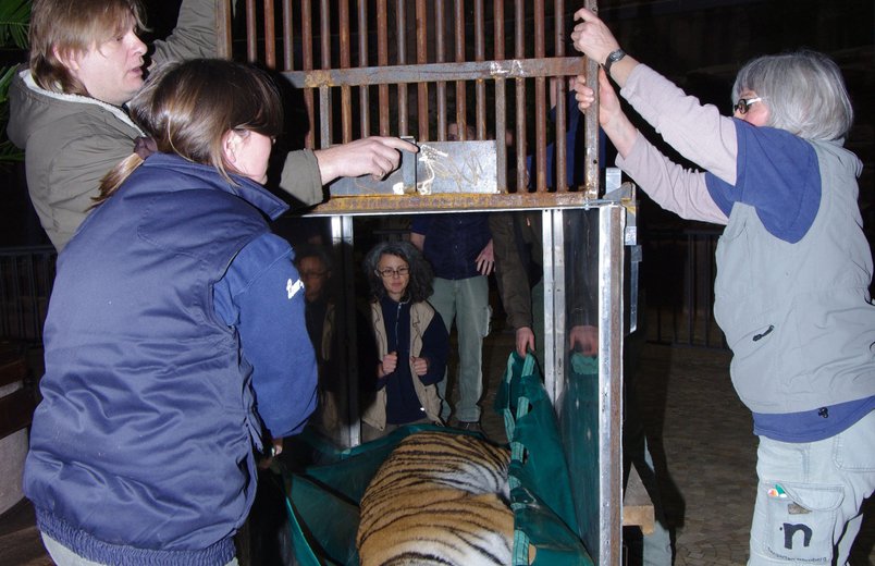 Das Bild zeigt einen der immobilisierten Jungtiger bei der Verladung in den Käfig durch Tiergartenmitarbeiter. Fotonachweis: Tiergarten Nürnberg