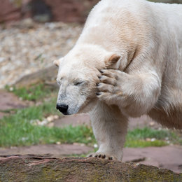 Eisbär, Foto: Markus Haberl