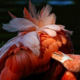 Flamingo, Foto: Carl Peter Herbolzheimer