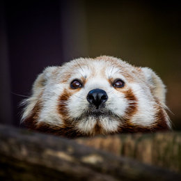 Kleiner Pandabär, Foto: Alexander Stavitski