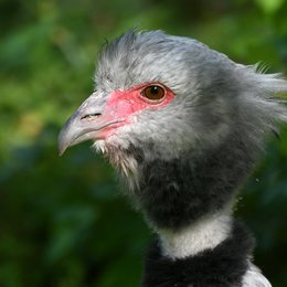 Wehrvogel, Foto: Hartmut Strobel