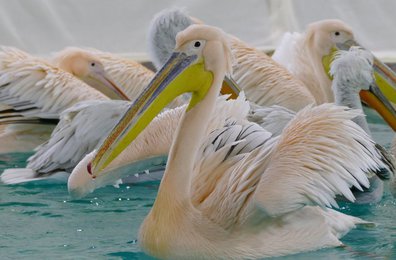 Pelikane, Foto: Thomas Hahn